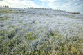 Many nemophila flowers white cloudy sky in ibaraki japan Royalty Free Stock Photo