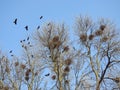 Crow birds and nests in tree, Lithuania Royalty Free Stock Photo