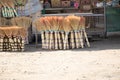 Many brooms in the bazaar are on sale in Ukraine in the city of Dnipro