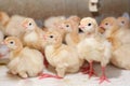 A brood of turkeys in a hatchery Royalty Free Stock Photo