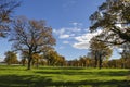 Many oak trees in the sunny day