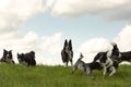 A pack of obedient dogs - Border Collies and other in all ages from the young dog to the senior Royalty Free Stock Photo