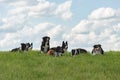 A pack of obedient dogs - Border Collies and other in all ages from the young dog to the senior