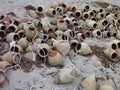 Many old amphoras in the sand Royalty Free Stock Photo