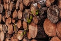 Many of old brown woodblocks in a stack with ivy bush Royalty Free Stock Photo