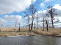 Old dead trees near lake in swamp, Lithuania Royalty Free Stock Photo