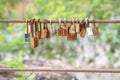 Many old rust key lock with rust iron fence Royalty Free Stock Photo