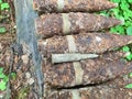 Many old rusty shells bullets of world war 2 found, digged out from the ground in the forest using a metal detector