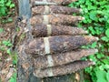 Many old rusty shells bullets of world war 2 found, digged out from the ground in the forest using a metal detector