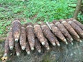 Many old rusty shells bullets of world war 2 found, digged out from the ground in the forest using a metal detector