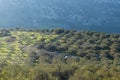 Mountain rural landscape, olive groves Royalty Free Stock Photo