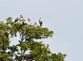 Many open-billed stork bird on top of tree under blue sky