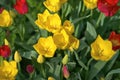 Many opened yellow tulips on a sunny day, top view. Tulip Grade Strong Gold