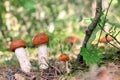 Many orange-cap boletus