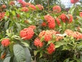 Many orange color Jungle geranium flowers