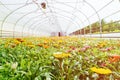 Many orange flowers in the greenhouse. The production and cultivation of flowers. Huge plantation of Gazania Royalty Free Stock Photo