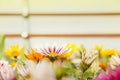 Many orange flowers in the greenhouse. The production and cultivation of flowers. Huge plantation of Gazania. Royalty Free Stock Photo