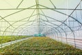 Many orange flowers in the greenhouse. The production and cultivation of flowers. Huge plantation of Gazania Royalty Free Stock Photo