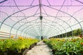 Many orange flowers in the greenhouse. The production and cultivation of flowers. Huge plantation of Gazania Royalty Free Stock Photo