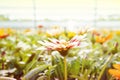 Many orange flowers in the greenhouse. The production and cultivation of flowers. Huge plantation of Gazania. Royalty Free Stock Photo