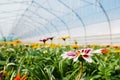 Many orange flowers in the greenhouse. The production and cultivation of flowers. Huge plantation of Gazania Royalty Free Stock Photo