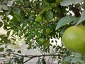 Many orange hangs on green gardan