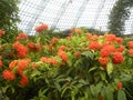 Many orange Jungle geranium flowers