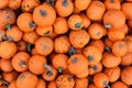 Orange little Halloween \'Baby Bear\' carving pumpkins Royalty Free Stock Photo