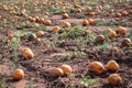 Many orange pumpkins on a field usable for a soup or Halloween.