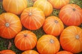 Many orange pumpkins on a green lawn. Harvesting. Pumpkins with water drops Royalty Free Stock Photo