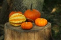 Many orange pumpkins on stump in garden Royalty Free Stock Photo