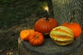 Many orange pumpkins on stump in garden Royalty Free Stock Photo