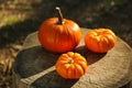 Many orange pumpkins on stump in garden Royalty Free Stock Photo