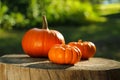 Many orange pumpkins on stump in garden, closeup Royalty Free Stock Photo
