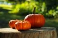 Many orange pumpkins on stump in garden, closeup Royalty Free Stock Photo