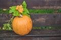 Many orange pumpkins on wooden background with copy space, autumn harvest, Halloween or Thanksgiving concept Royalty Free Stock Photo