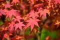 Many orange and red leaves of maple tree colored during the cold autumn days in a botanical garden, beautiful outdoor background Royalty Free Stock Photo