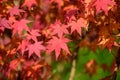 Many orange and red leaves of maple tree colored during the cold autumn days in a botanical garden, beautiful outdoor background Royalty Free Stock Photo