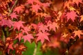 Many orange and red leaves of maple tree colored during the cold autumn days in a botanical garden, beautiful outdoor background Royalty Free Stock Photo
