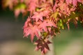 Many orange and red leaves of maple tree colored during the cold autumn days in a botanical garden, beautiful outdoor background Royalty Free Stock Photo