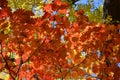 Many orange and red leaves of maple tree colored during the cold autumn days in a botanical garden, beautiful outdoor background Royalty Free Stock Photo