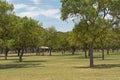 Many orange trees in Parque del alamillo park, Seville