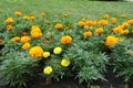 Many orange and yellow flowers of Tagetes erecta in August Royalty Free Stock Photo