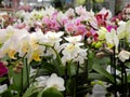 Many orchid flowers of different colors in a flower shop for sale