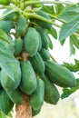 Many organic green papaya