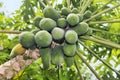 Many organic papaya on the tree Royalty Free Stock Photo