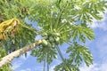 Many organic papaya on the tree Royalty Free Stock Photo