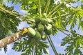 Many organic papaya on the tree Royalty Free Stock Photo