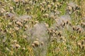 Many overblown thistle flowers - Silybum marianum