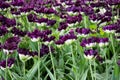 Many overblown violet multi-petalled tulips are grows on a flower bed. Gatchina Park, flower hill Royalty Free Stock Photo
